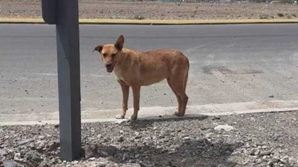 Perros callejeros y en refugios, la gran duda de cómo asistirlos
