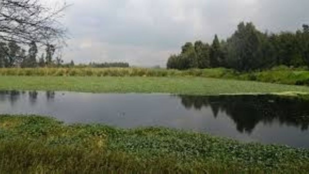 Coronavirus y derecho al ambiente sano