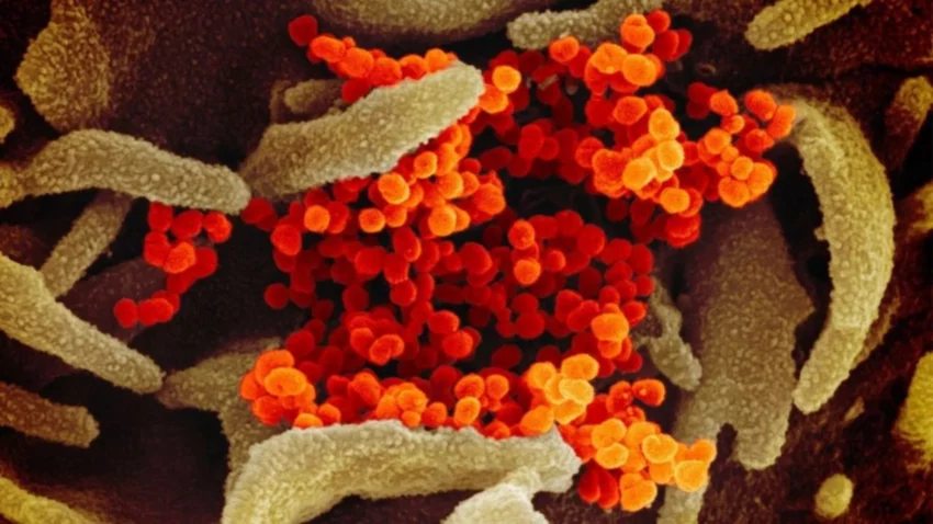 Un antiviral sería eficaz en células pulmonares humanas