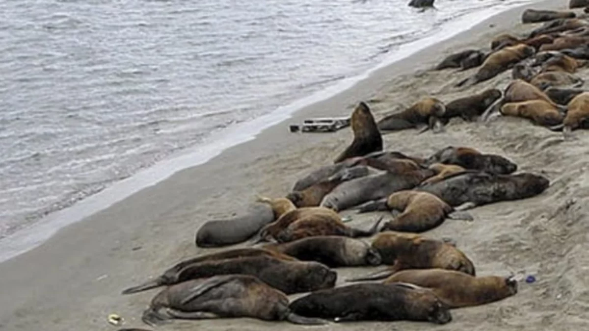 Las calles sin el animal humano