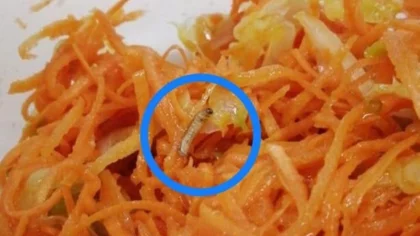 ¿Gusanos en la comida del hospital?
