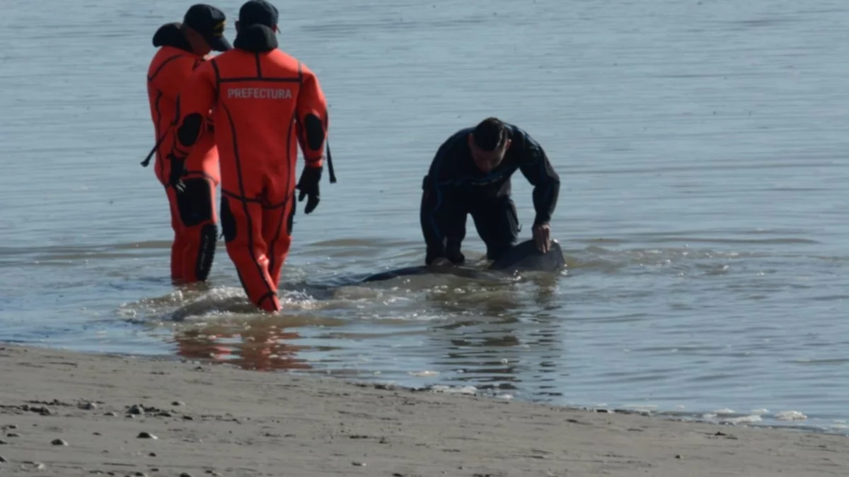 Salvaron de la muerte a una marsopa en Río Gallegos