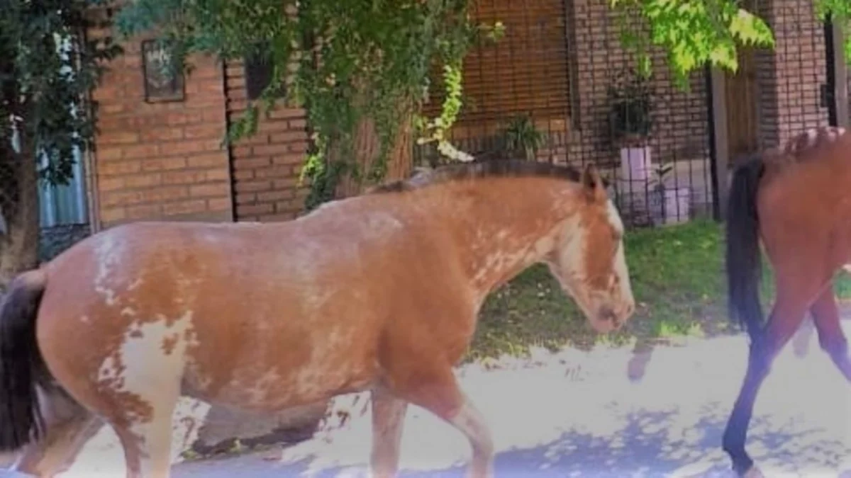 Los caballos patrullan un barrio neuquino