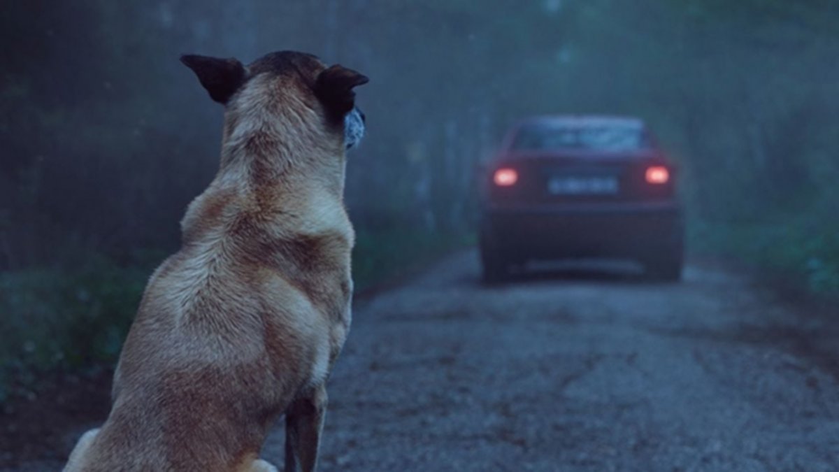 ¿Qué sienten los animales cuando son abandonados?