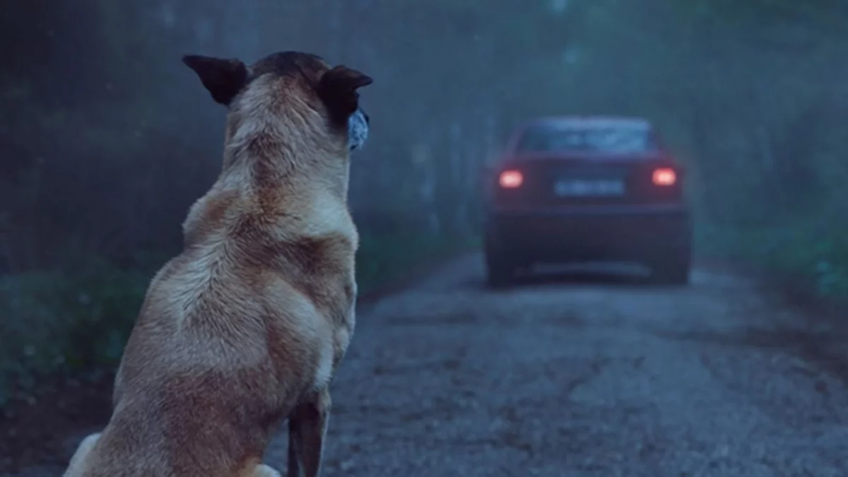 ¿Qué sienten los animales cuando son abandonados?