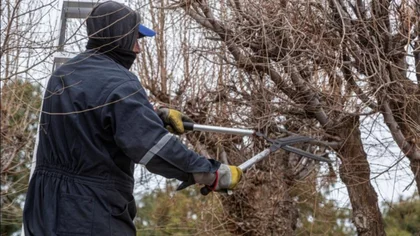Ya se pueden podar árboles en Neuquén