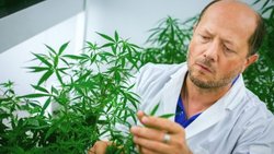 ¿El aceite de cannabis puede prevenir el Coronavirus?