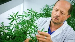 ¿El aceite de cannabis puede prevenir el Coronavirus?