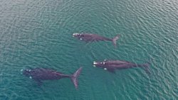 Ballenas francas a metros de la costa en Las Grutas