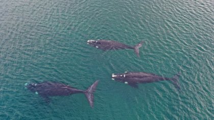 Ballenas francas a metros de la costa en Las Grutas