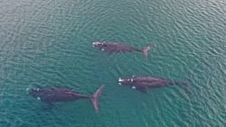 Ballenas francas a metros de la costa en Las Grutas