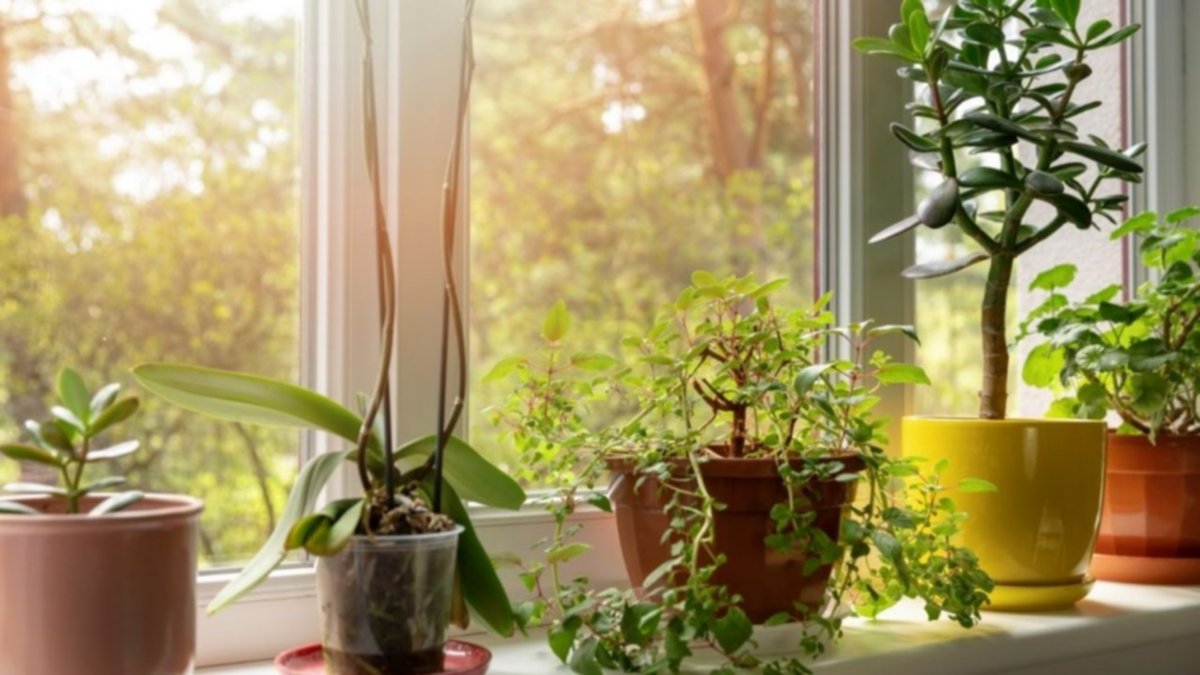 Cinco plantas que limpian la energía de tu casa