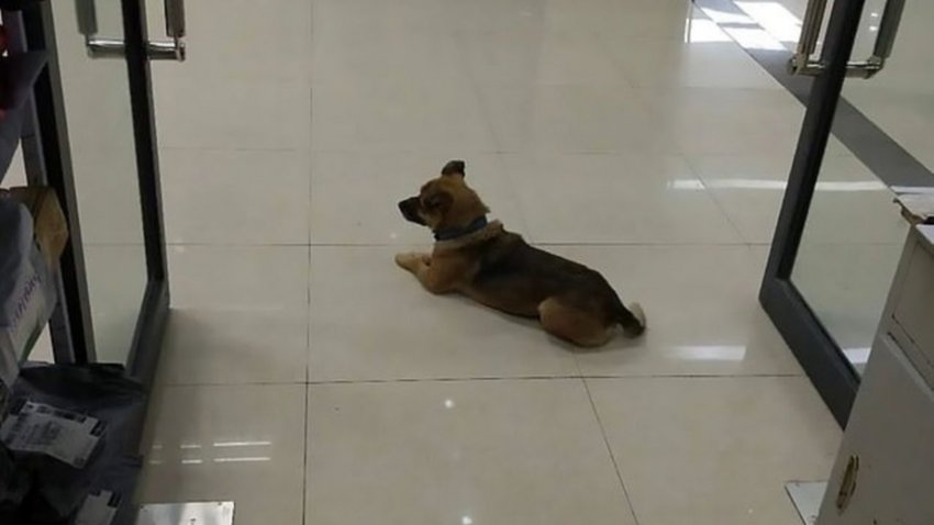 Murió de COVID-19 hace 3 meses, su perrito todavía lo espera en el hospital