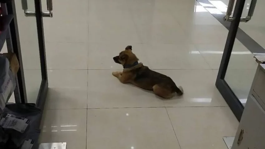 Murió de COVID-19 hace 3 meses, su perrito todavía lo espera en el hospital
