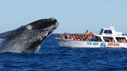Llegan las ballenas. ¿Se las podrá ver?