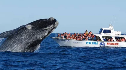 Llegan las ballenas. ¿Se las podrá ver?