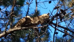 Sorpresa en Monte Hermoso: ¡un puma los vigilaba desde un árbol!