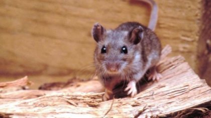 No sólo covid, ahora hay un joven grave por hantavirus