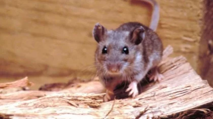 No sólo covid, ahora hay un joven grave por hantavirus