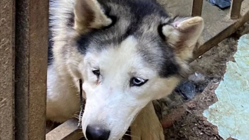 Rescataron 22 perros hacinados en un criadero clandestino