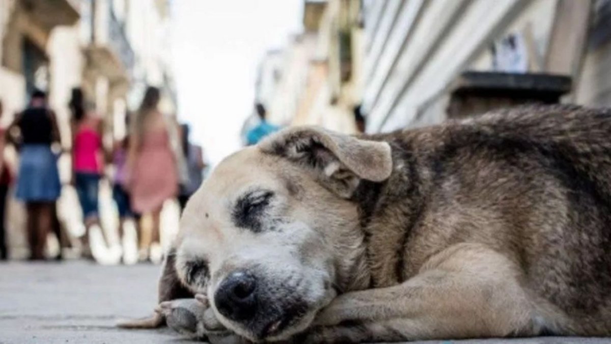 Mujer intentó envenenar perros callejeros y se envenenó ella misma