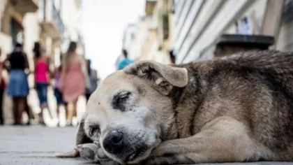 Mujer intentó envenenar perros callejeros y se envenenó ella misma