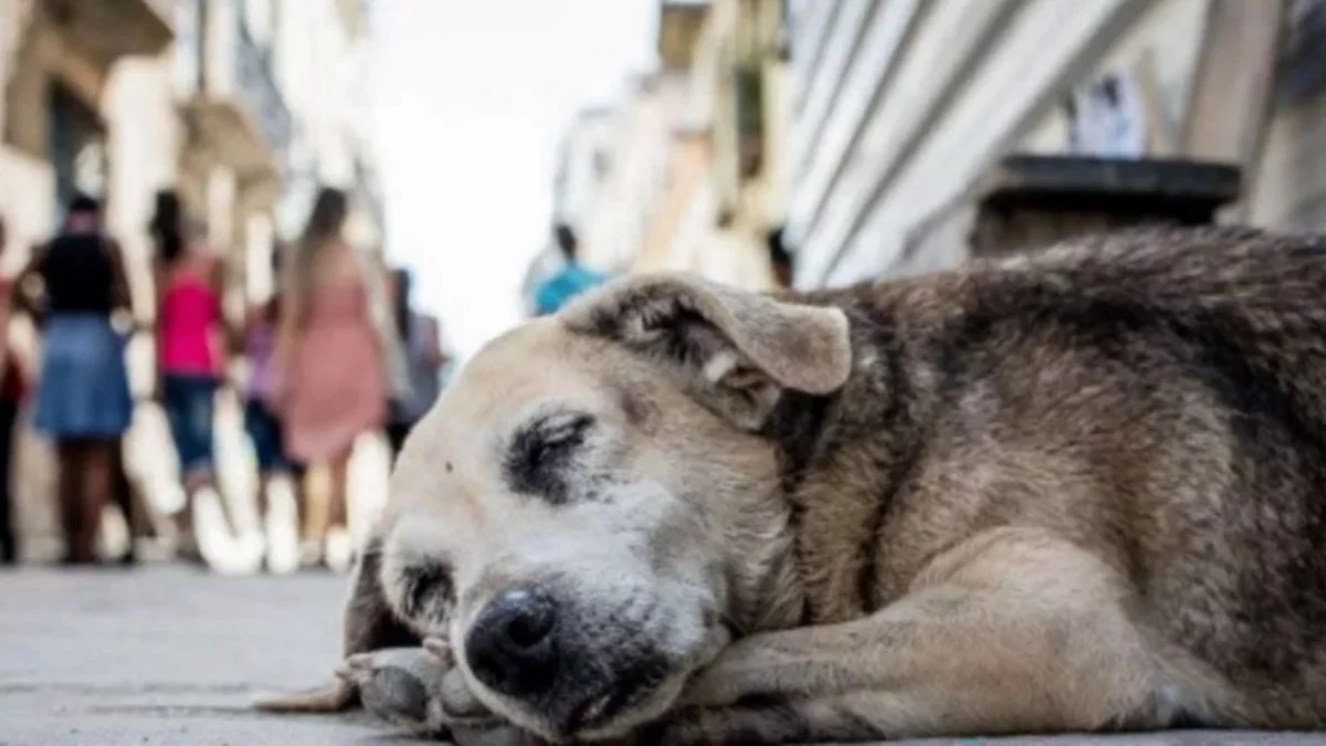 Mujer intentó envenenar perros callejeros y se envenenó ella misma