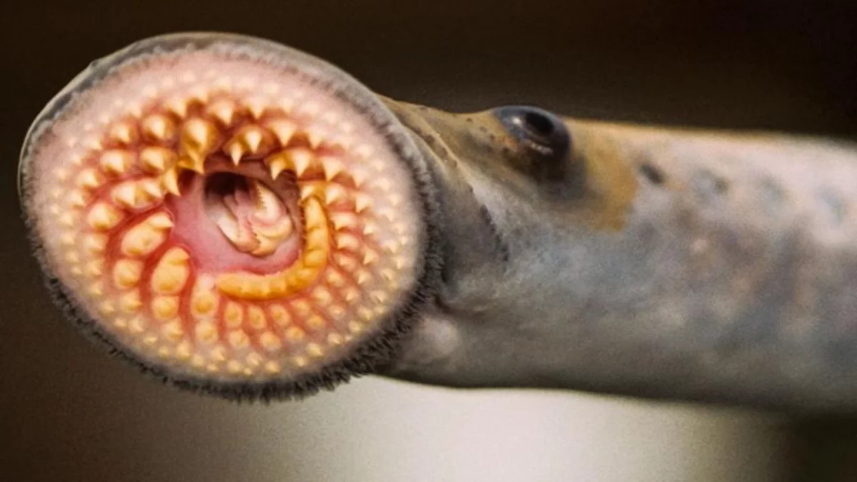Hallazgo: ¡las “vampiras de mar” son Patagónicas!