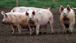 Descubren gripe porcina en China con "potencial epidémico"