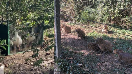 Video: Carpinchos y gansos hicieron "piquete" en un country