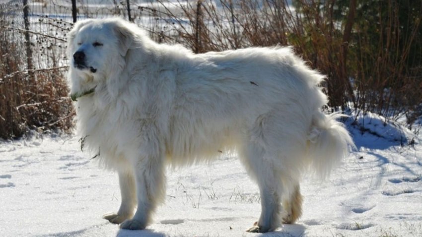 Preparan “escuadrón” de perros para enfrentar a los pumas