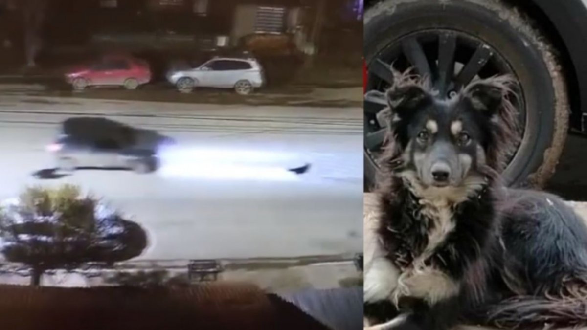 Los perros no son callejeros, son abandonados