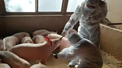 Preocupa un brote de triquinosis en General Roca