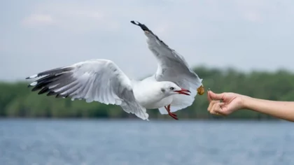 Humano muerde a gaviota por comer su almuerzo