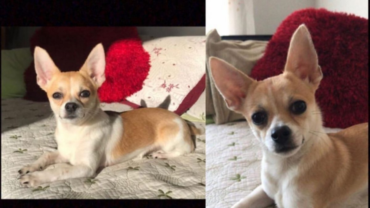 Buscan al perro de la zapalina que murió en un accidente