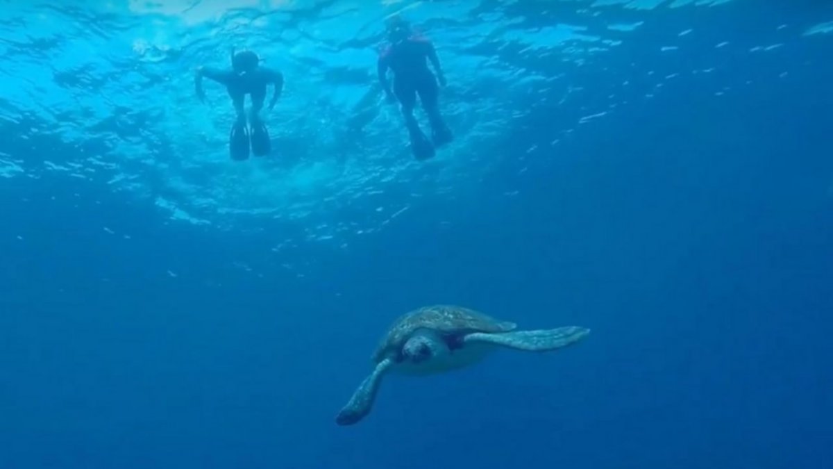 Hallan una tortuga con cara de águila y cola de cocodrilo