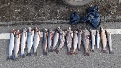Junín de los Andes: Andaban "turisteando" con 17 truchas