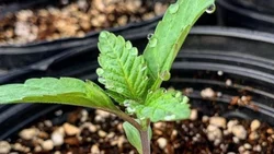 Las Grutas: primera ciudad que habilita cultivo de cannabis