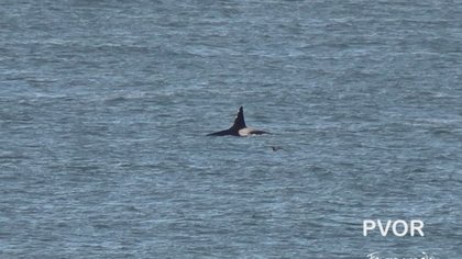 Llegaron las orcas a Punta Bermeja