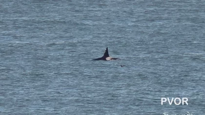 Llegaron las orcas a Punta Bermeja