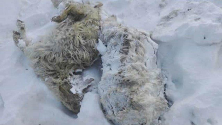 El viento blanco complicó a los crianceros de la cordillera