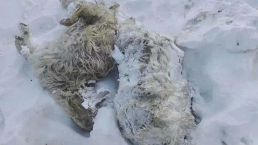 El viento blanco complicó a los crianceros de la cordillera