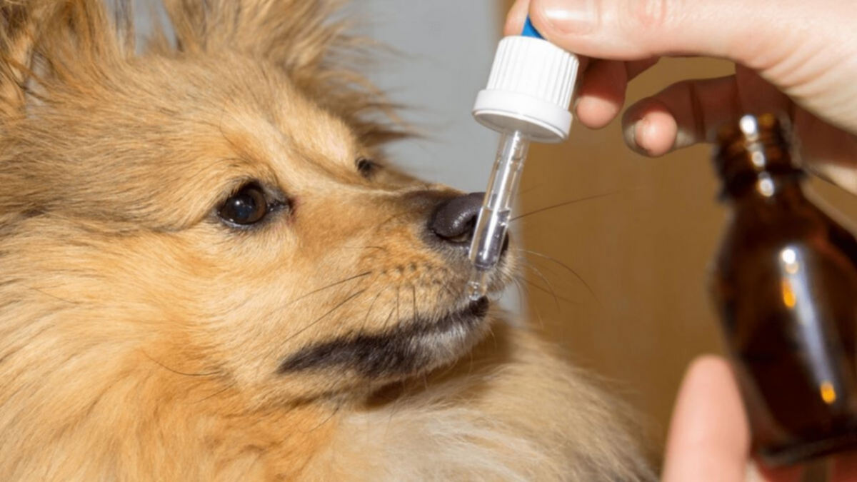 Aceite de cannabis medicinal para animales