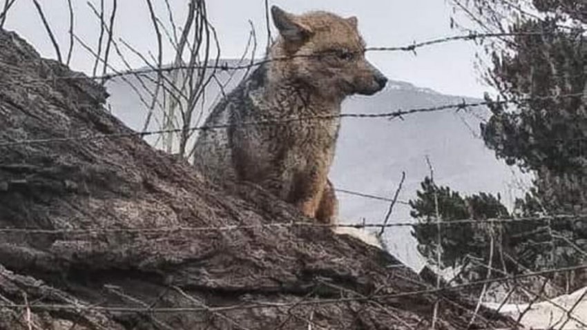 Un zorro colorado en el patio de una escuela en plena cuarentena