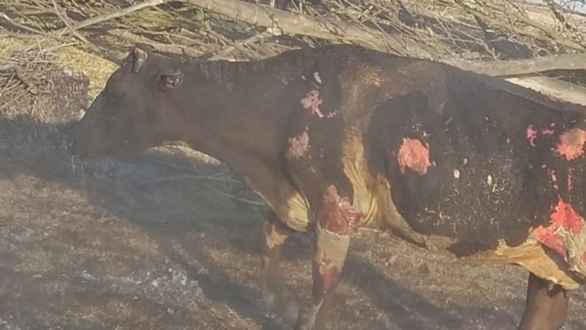 Tristeza tras el voraz incendio de pastizales en Santa Fe