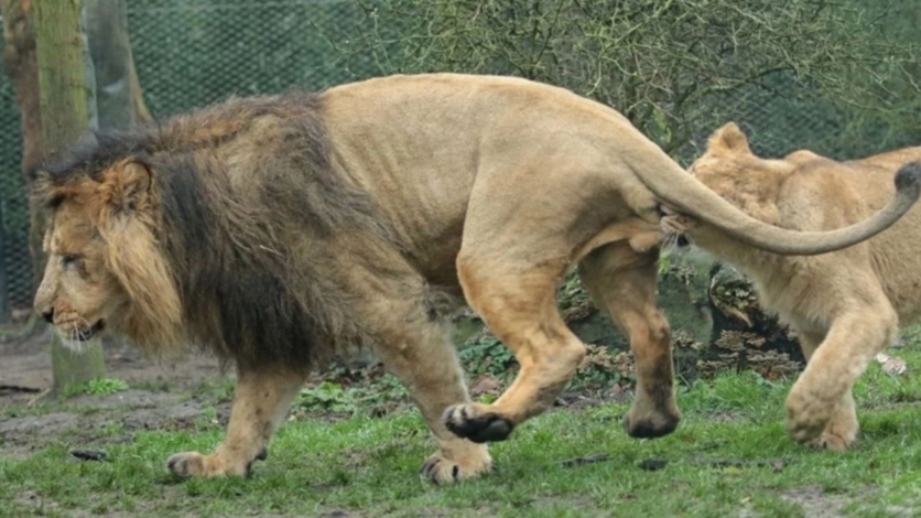 Un reclamo leonino, con afectación testicular