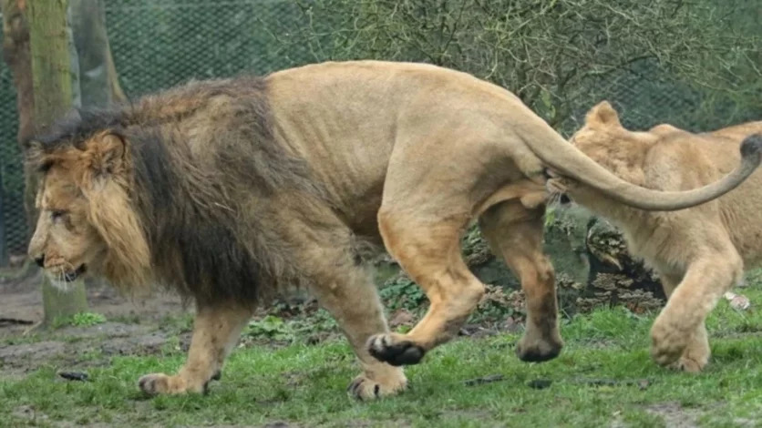 Un reclamo leonino, con afectación testicular