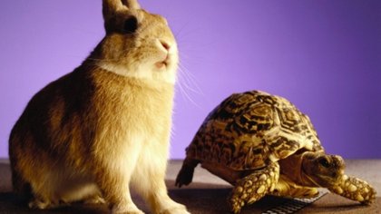 Tortuga vs. Conejo: una carrera maratónica