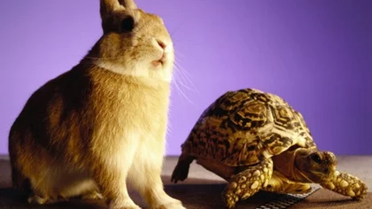 Tortuga vs. Conejo: una carrera maratónica