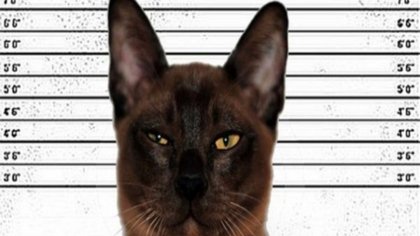 Gato traficante de drogas escapó de una cárcel